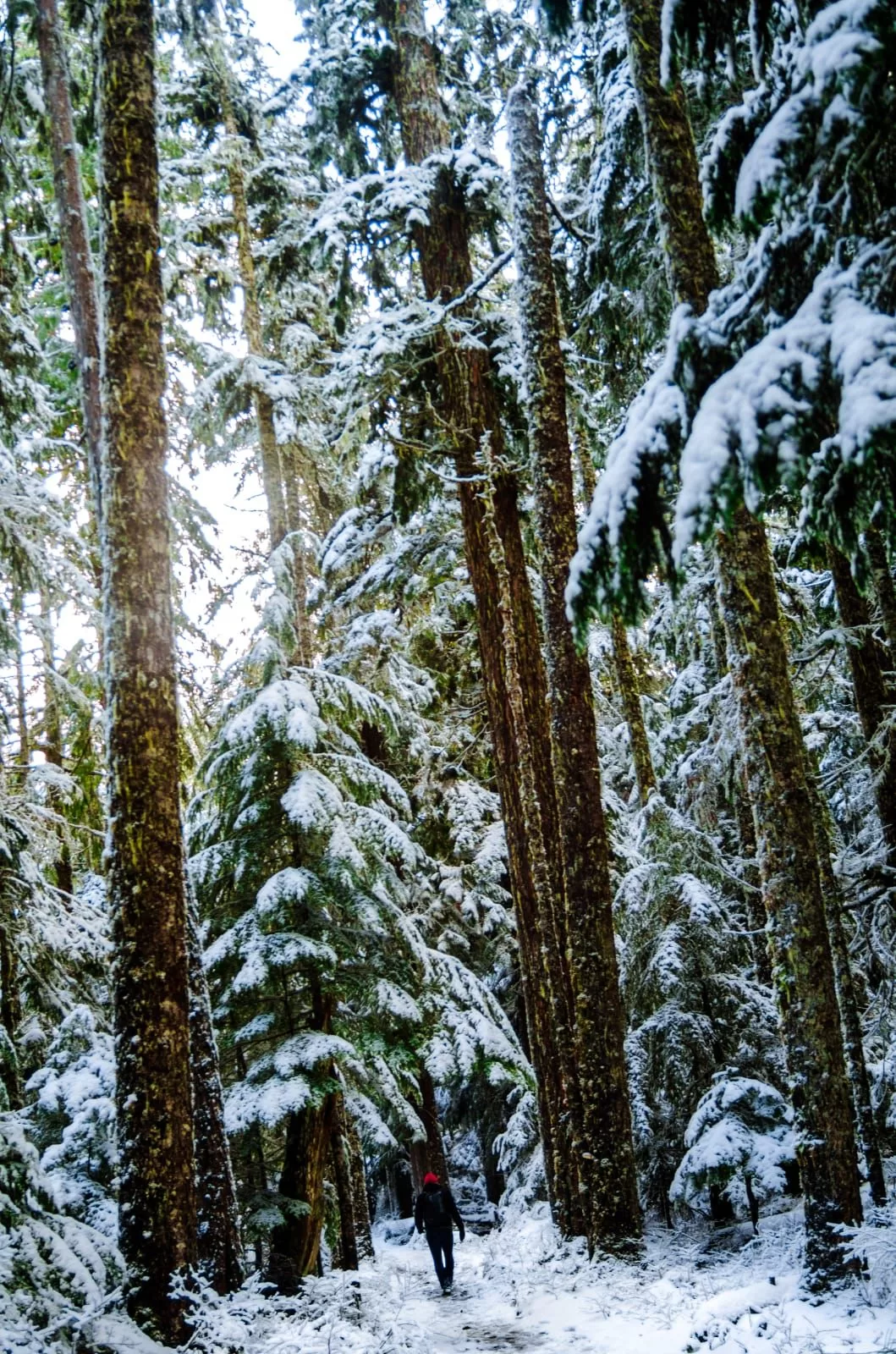 Tall trees covered in snow with a single person walking through the forest depicts a lonely winter.